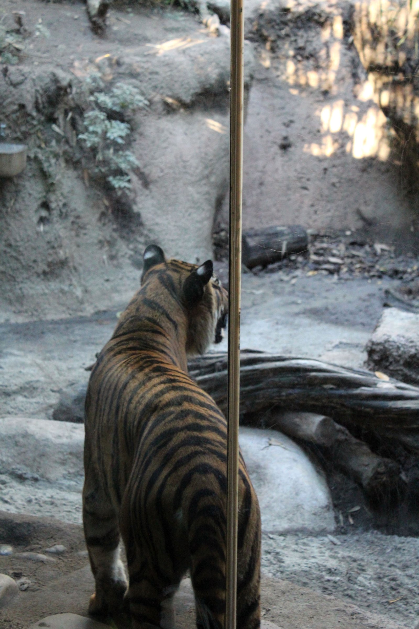 San Diego Zoo Part I 203